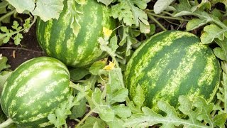 How to Grow Watermelons  Complete Growing Guide [upl. by Yengac]