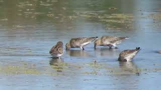 240914 RSPB Saltholme [upl. by Tonie]