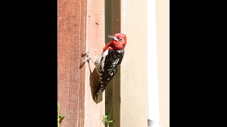 Red Breasted Sapsucker Making Noise On Gutter Drain [upl. by Ivan]