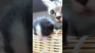 Cuteness overloaded 😻 kittenish kittenvideos kitten loveforkittes [upl. by Einnel]