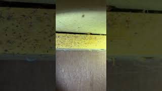 How to Get Rid of Roaches pestcontrol [upl. by Alleacim]