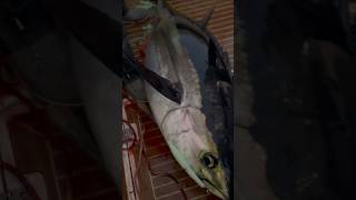 Bigeye tuna for the team fishing tyalure tacklepusher [upl. by Stone]