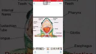 Frogrespiration Buccopharyngeal respiration [upl. by Ennaylime]