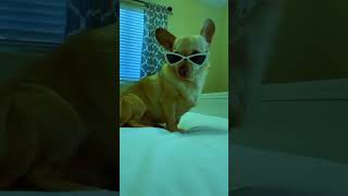 Rose Bruno Mars Dvlogs4 Trading cats dance Remix brunomars Rosearerosieoffical cat [upl. by Dorree]