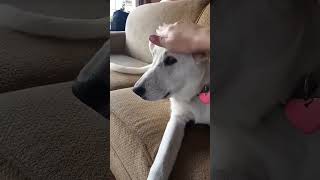 How many taps puppy fyp pets is funny dog fypviral [upl. by Gareri389]