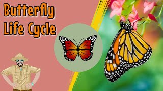 The Butterfly Life Cycle  Educational Videos For Kids [upl. by Yenduhc]