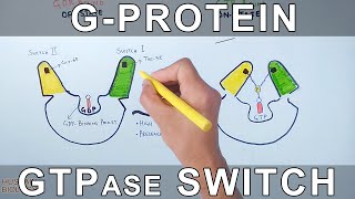 GProtein and GTPase Switching Mechanism [upl. by Aihsile]