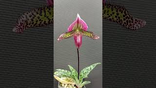 Paphiopedilum maudiae vinicolor [upl. by Ahsenhoj]