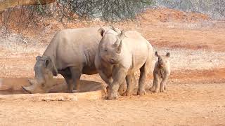 Black Rhinoceros Diceros bicornis or Hookedlipped Rhinoceros [upl. by Ahcsrop809]