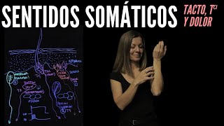 Receptores de los sentidos somáticos tacto temperatura dolor y picor [upl. by Dari]