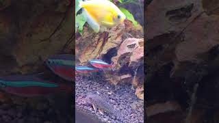 Cardinal Tetra tetrafish ikanhias cardinal corydoras glofish aquarium aquascape plantedtank [upl. by Ruddy]