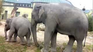 Die Rufe der Elefanten  Little Ludwig  Temi  Steffi  Panang  Mangala  Tierpark Hellabrunn [upl. by Jacquelynn]