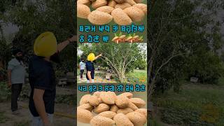 ਬਦਾਮ ਬੂਟੇ ਤੇ ਲੱਗੇ ਵੇਖੇ ਕਦੇ  Planting the Almond Tree  Rangle Punjabi almonds almondtree almond [upl. by Hyams710]