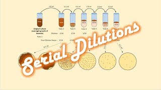 Serial Dilutions of a Bacterial Culture [upl. by Towill]