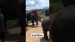 Pinnawala elephant orphanage travel nature trendingshorts elephannature [upl. by Ritch]