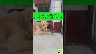 I dont know anything at all hehe animals funnyvideos fyp [upl. by Lenoil]