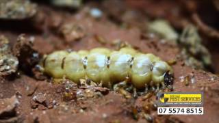 Termite life cycle  Gold Coast Pest Services [upl. by Aber755]