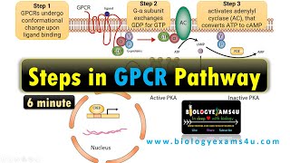 Structure of G Protein Coupled Receptor GPCR Steps in G Protein Coupled Receptor Pathway [upl. by Annawit498]