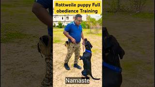 Rottweile puppy Full obedience Training session 209 shorts [upl. by Nirrat]