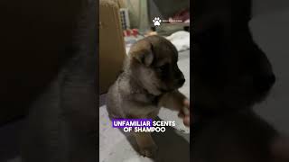 quotSplish splash dogs dont like baths 🐾💦 DogLoversshortsshort goviral viralvideo trendingnow [upl. by Nasya]