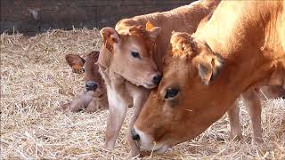 Ferme de Lartois  une ferme à lécoute de ses vaches [upl. by Atiner838]