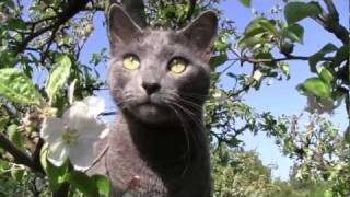 Russian blue cat  Cannon Lergia  HD [upl. by Airual]