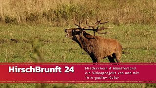 Hirsch Brunft 2024  Niederrhein amp Westmünsterland ein Videoprojekt von und mit fotogustav Natur [upl. by Hgielrebmik337]