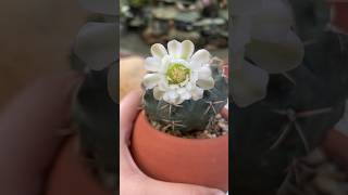 Gymnocalycium Vatteri gymnocalyciumvariegata [upl. by Shantha]