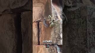 Touching Moment Lizard Sacrifices Itself to Rescue Its Companion from a Snake [upl. by Hakim417]