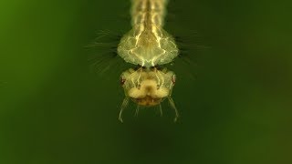 Hand Feeding Worms To My Electric Blue Jack Dempsey [upl. by Tadd]