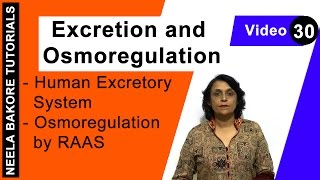 Excretion and Osmoregulation  NEET  Human Excretory System  Osmoregulation by RAAS  Neela Bakore [upl. by Zil]