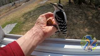 Mr Hairy Woodpecker  Hello Yeeah Compilation [upl. by Arabeila]