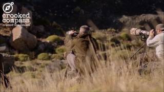 Puma Tracking in Patagonia  Crooked Compass [upl. by Matthus]