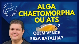 ALGA CHAETOMORPHA OU ATS QUEM VENCE ESSA BATALHA [upl. by Garber]