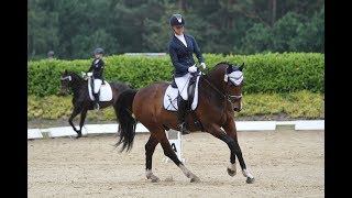 Pferd verliehen Meine Cousine startet mit Occi auf dem TURNIER Dressurreiter A [upl. by Ynavoeg]