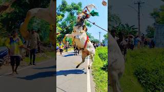 🐯Tiger Skin🐅Mass Bull  Stand Pose😈 jallikattu trendingshorts reels story [upl. by Ecidnacal595]