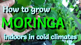 How to Grow Moringa from Seeds Indoors  Cold Climate  Malunggay [upl. by Vierno640]