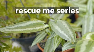 Rescue a Schismatoglottis Wallichii  Rare plant care [upl. by Nywroc453]