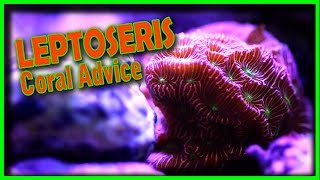 Coral Advice  Leptoseris Coral [upl. by Akeinahs]