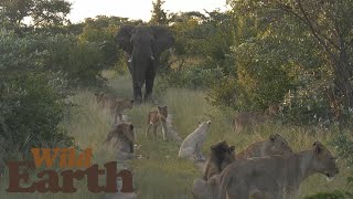 Elephant Bull shows Lions Who the Real King of the Bush is [upl. by Anicnarf]