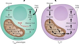 Chapter 16 Fatty Acid Synthesis Easily Explained [upl. by Manda]