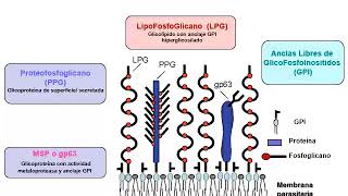 Seminario 8 PARTE 2 Kinetoplastida [upl. by Manville]