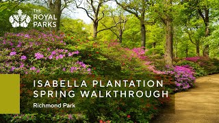 Isabella Plantation in Richmond Park spring walkthrough  The Royal Parks [upl. by Elledoj234]