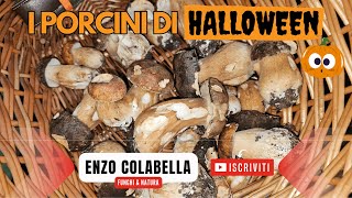 Porcini neri nei lecci ci siamo 🥳 Boletus aereus di Halloween 🎃👻 Funghi ottobre 2023 [upl. by Itsirhc447]