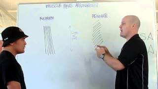 Muscle fiber arrangement PCSA ACSA [upl. by Nonregla]