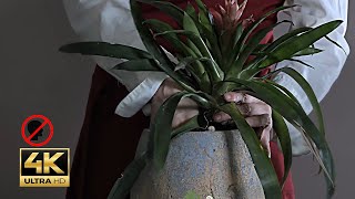 Transplanting Guzmania lingulata ASMR  Care Tips amp Natural Sounds for Relaxation notalking 4k [upl. by Jo]