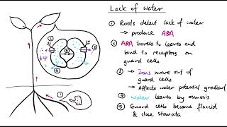 A2 Biology  Plant responses to abiotic stress OCR A Chapter 162 [upl. by Wernher]