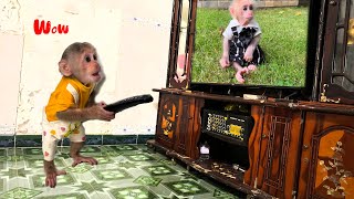 Monkey Mynu First Experience Watching Big Screen TV Relax New Home [upl. by Adnirb]