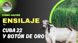 Cómo hacer ENSILAJE de CUBA 22 y BOTÓN DE ORO ganaderiacolombiana ganaderoscolombia [upl. by Karlene]