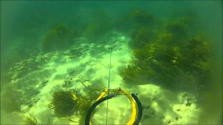 Spearfishing NSW vol3 [upl. by Blanch]